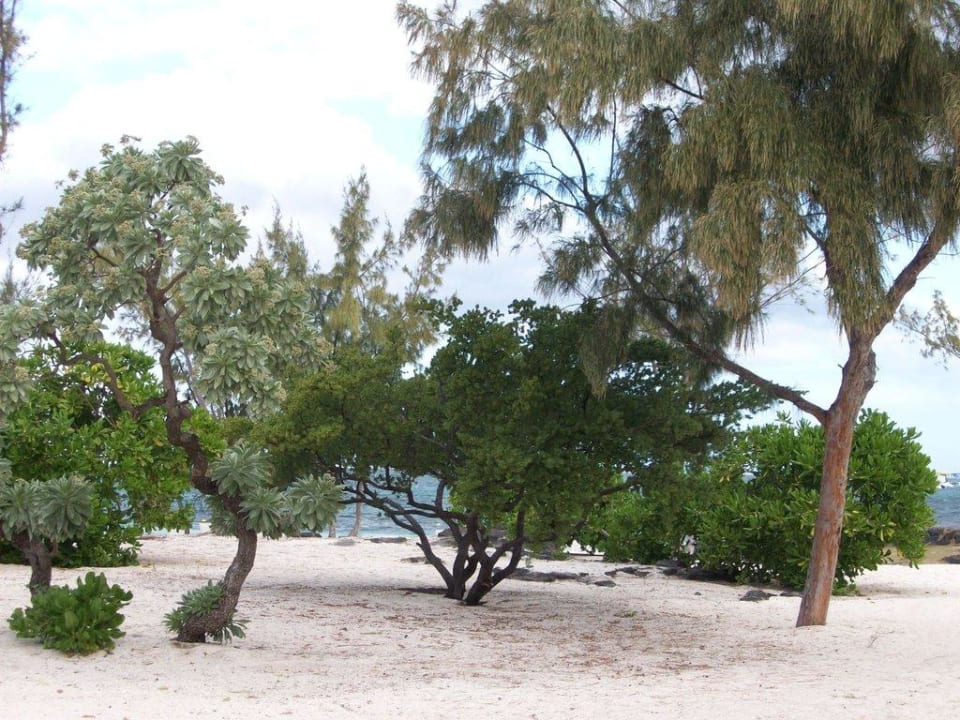 Strand Constance Belle Mare Plage