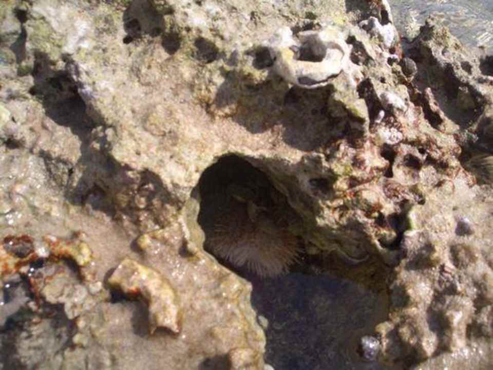 Seeigel Hotel Hauza Beach Resort