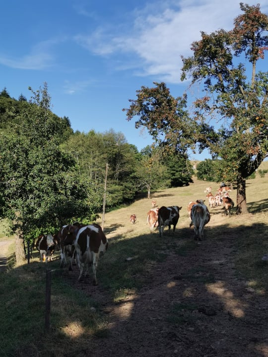 Sonstiges Ferienwohnungen Waldscheerhof