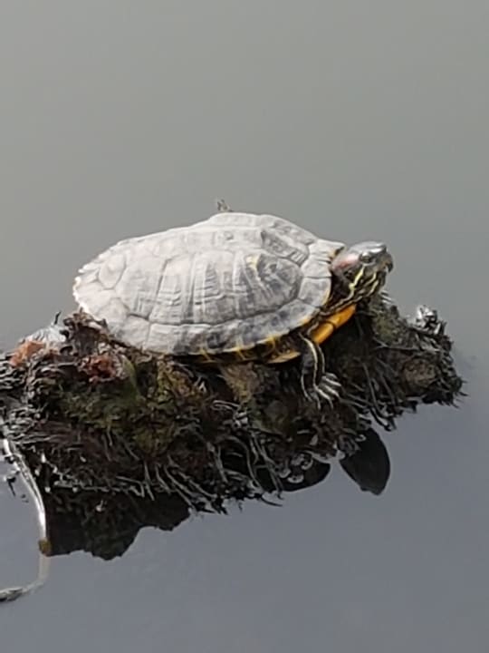 Gartenanlage Hotel Viva Dominicus Palace by Wyndham-All Inclusive Resort