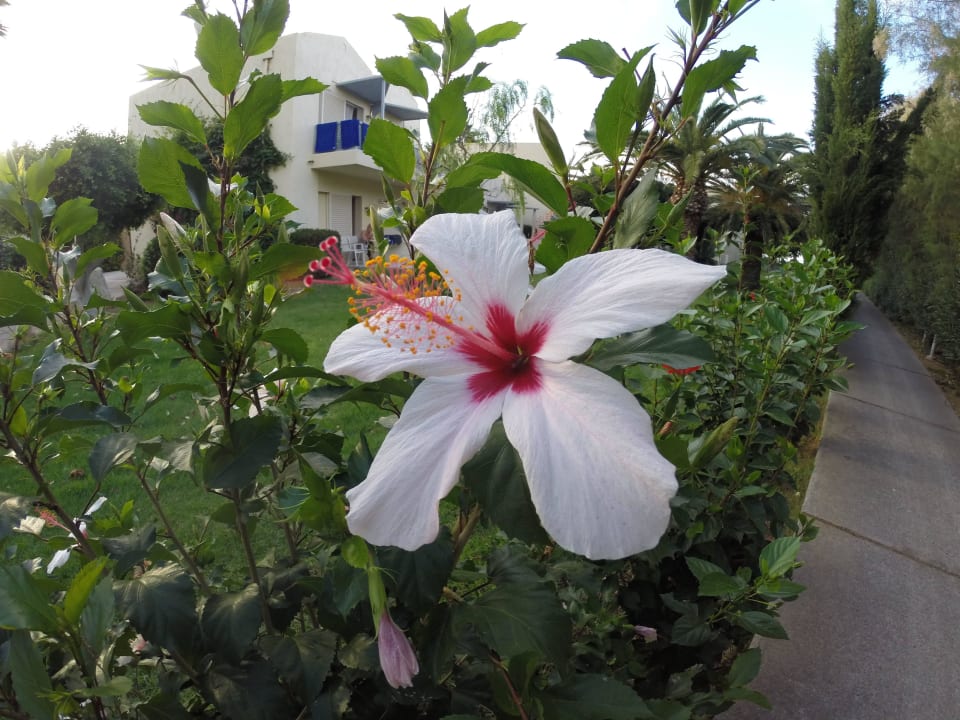 Gartenweg zum Strand Phãea Cretan Malia