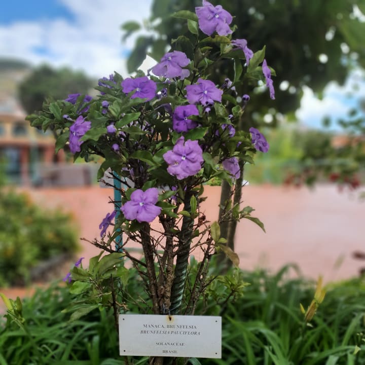 Gartenanlage Hotel Quinta Splendida Wellness & Botanical Garden