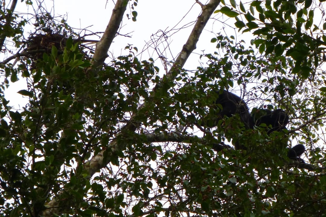 Laute Tiere direkt vor der Nase Hotel Mision Palenque