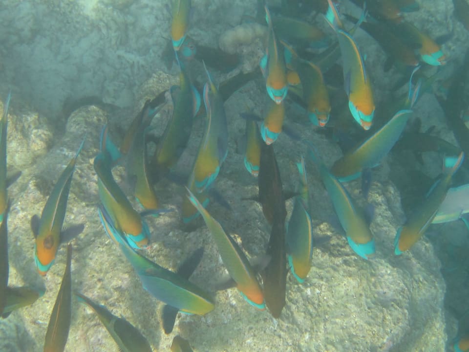 Papageienfische Kuramathi Maldives