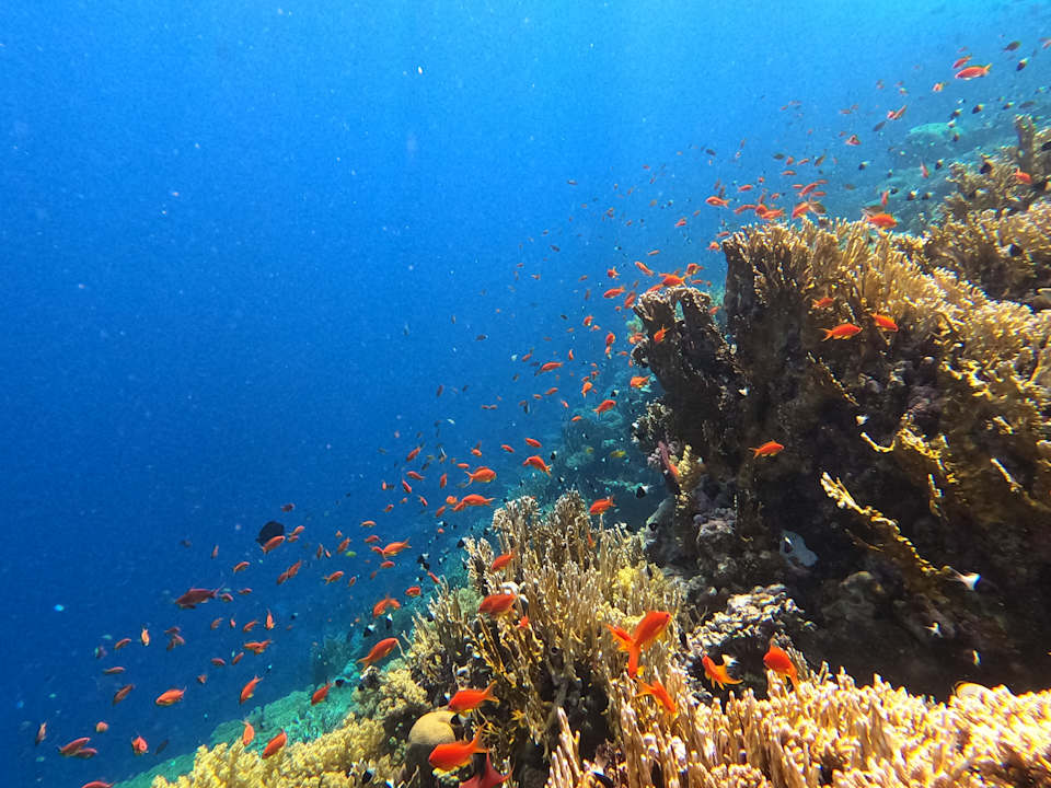 Strand Serenity Alpha Beach
