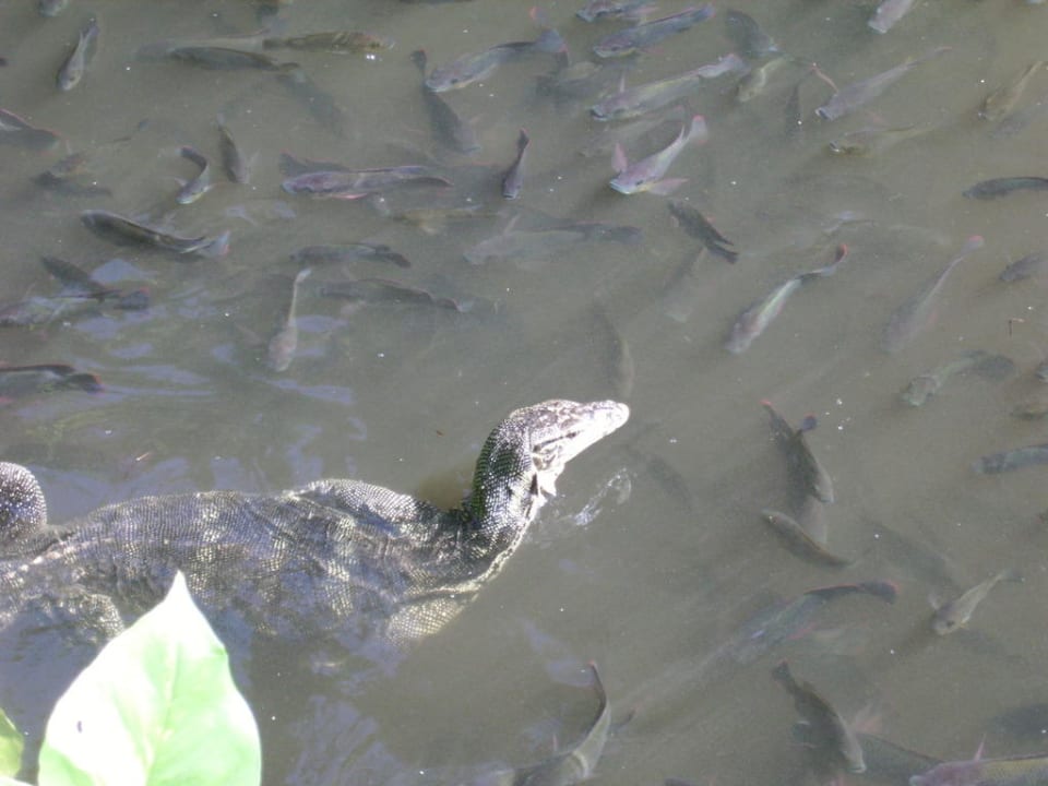 Leguan Hyatt Regency Bali