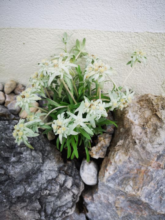 Sonstiges Aparthotel DAS Hochkönig