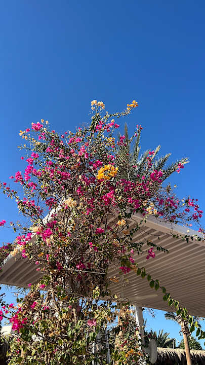 Gastro Fort Arabesque Resort, Spa & Villas