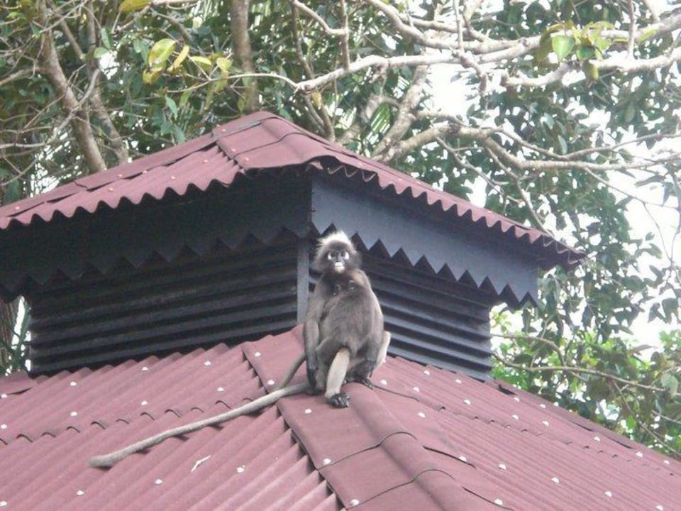 Tägliche Besucher Berjaya Langkawi Resort