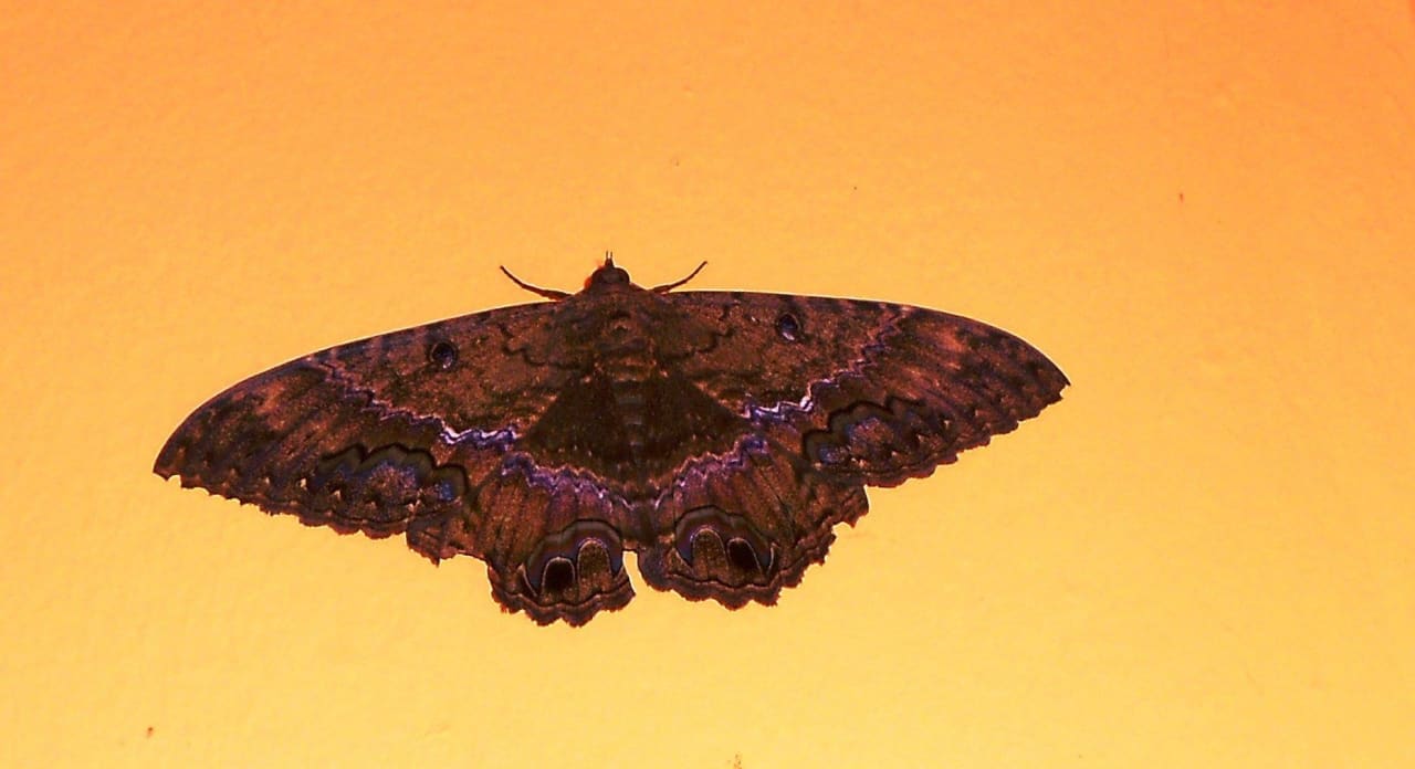 Schmetterling  Iberostar Selection Bavaro Suites
