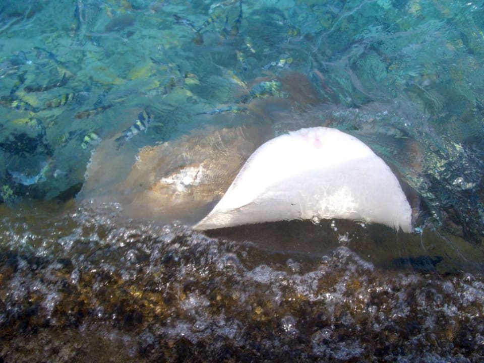 Winke Winke Summer Island Maldives