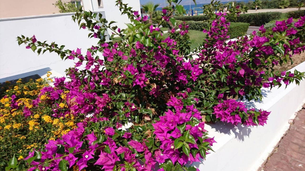 Blumen Atlantica Marmari Palace