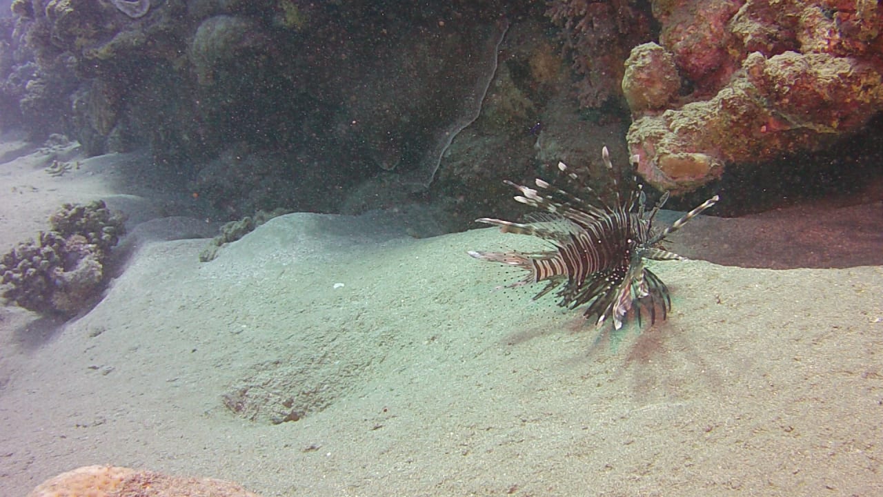 Strand Malikia Resort Abu Dabbab