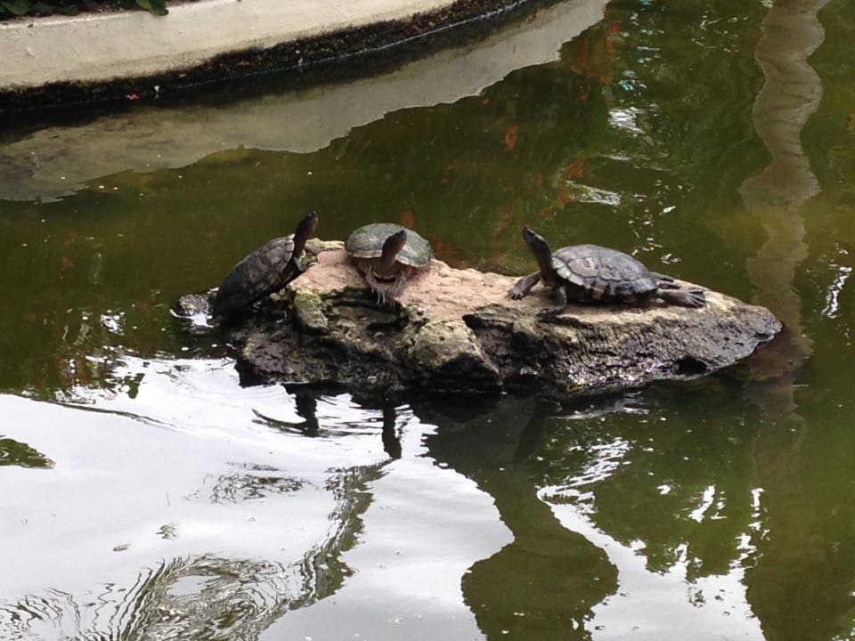 Lebendige Bewohner  Grand Palladium Punta Cana Resort & Spa