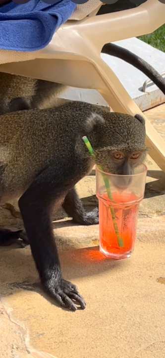 Pool Baobab Beach Resort & Spa