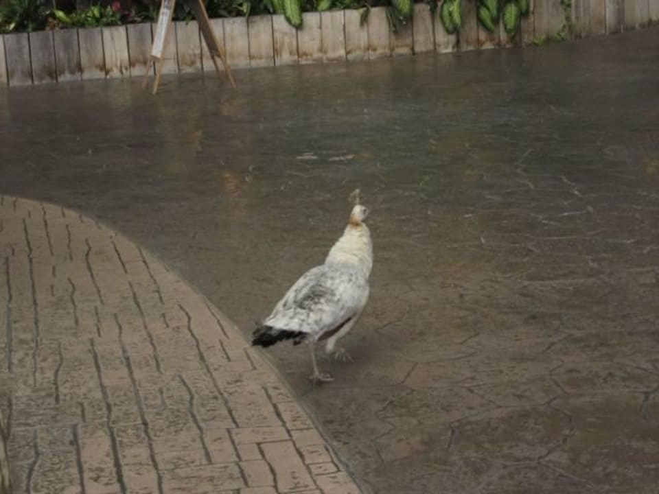 Eine der Frauen des Pfaus Tropical Islands Resort
