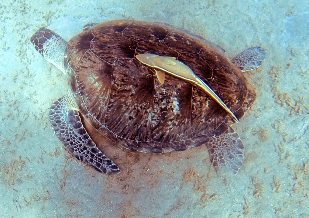 Sonstiges Malikia Resort Abu Dabbab