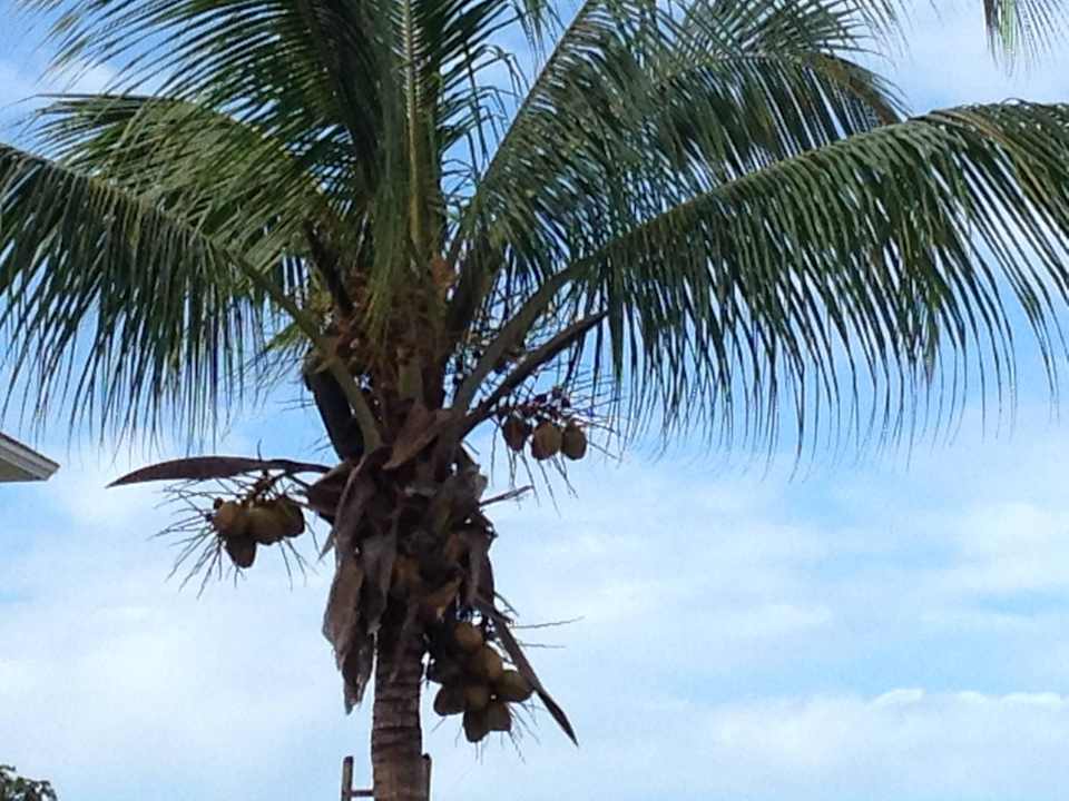 Frische Kokusnüsse Iberostar Origin Laguna Azul