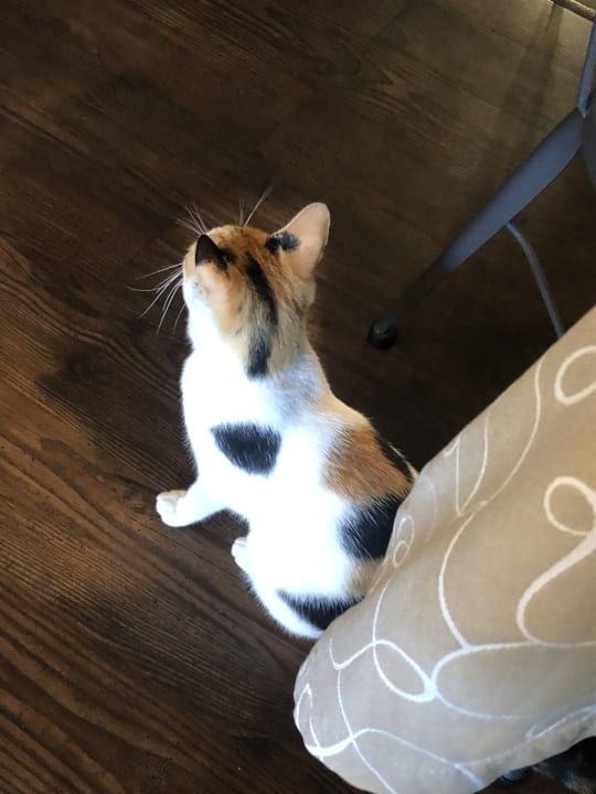 Sonstiges alltoura Club Hotel Porto Angeli Beach Resort