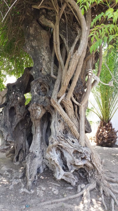 Exotische Bäume im Garten Bahía de Alcúdia Hotel & Spa