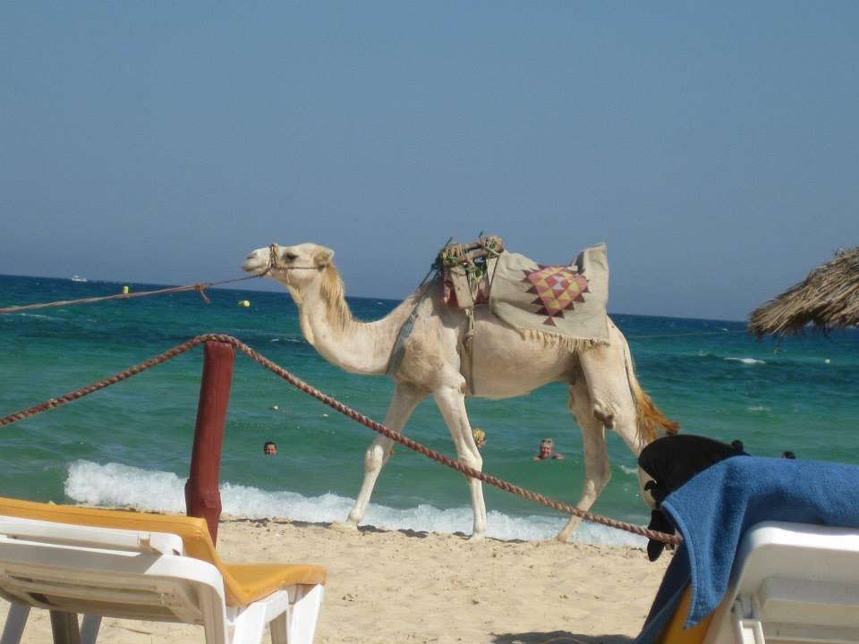 Kamel-Reiten AQI Venus Beach