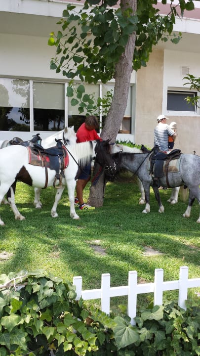 Pony reiten Hotel Condesa