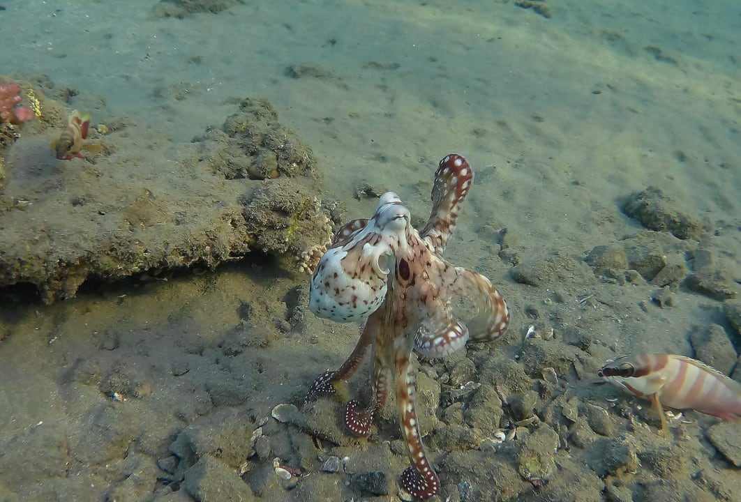 Sonstiges Malikia Resort Abu Dabbab