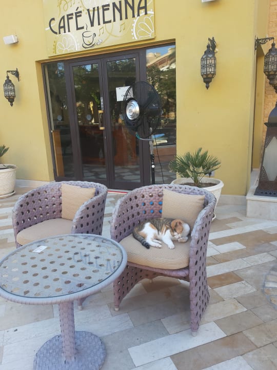 Gastro Makadi Spa - Adults only