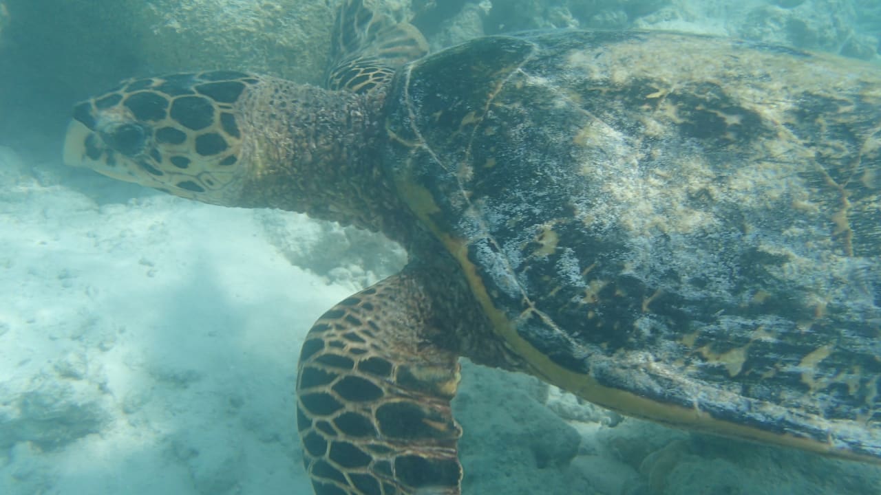 Sport & Freizeit Vilamendhoo Island Resort & Spa