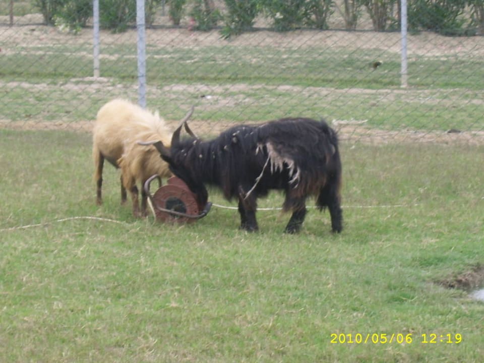 Tierpark Belek Beach Resort Hotel