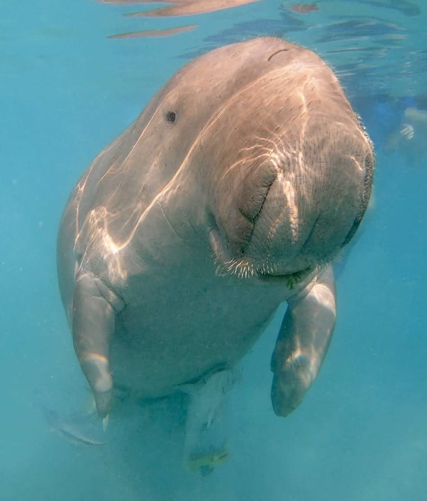 Strand Jaz Costa Mares (Adults Only)