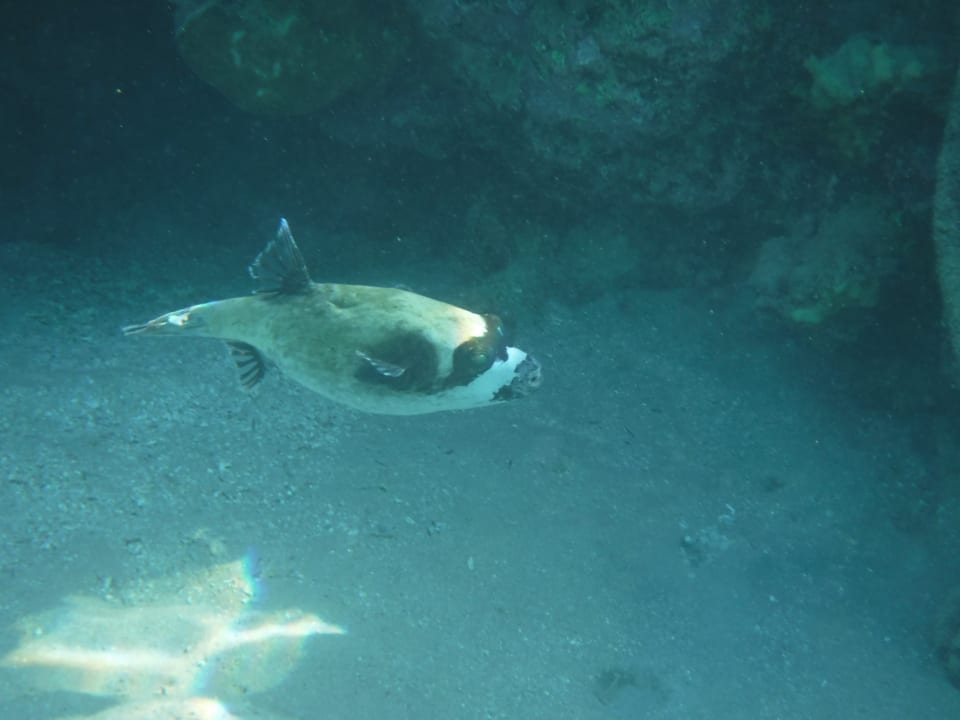 Sport & Freizeit Stella Beach Resort & Spa Makadi Bay