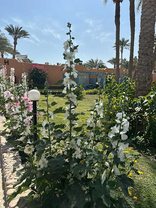 Gartenanlage Giftun Azur Resort