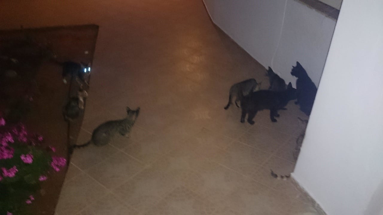 Koty przy kuchni Kasapakis Hotel & Apartments