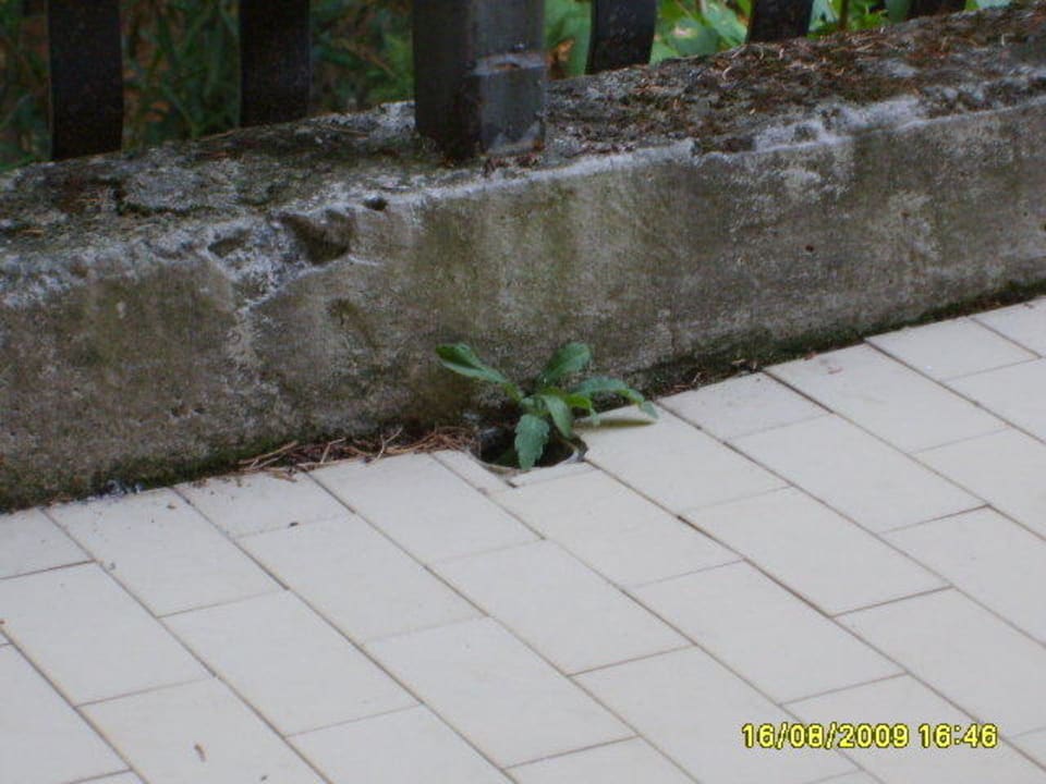 Gras auf Balkon Hotel Marco Polo