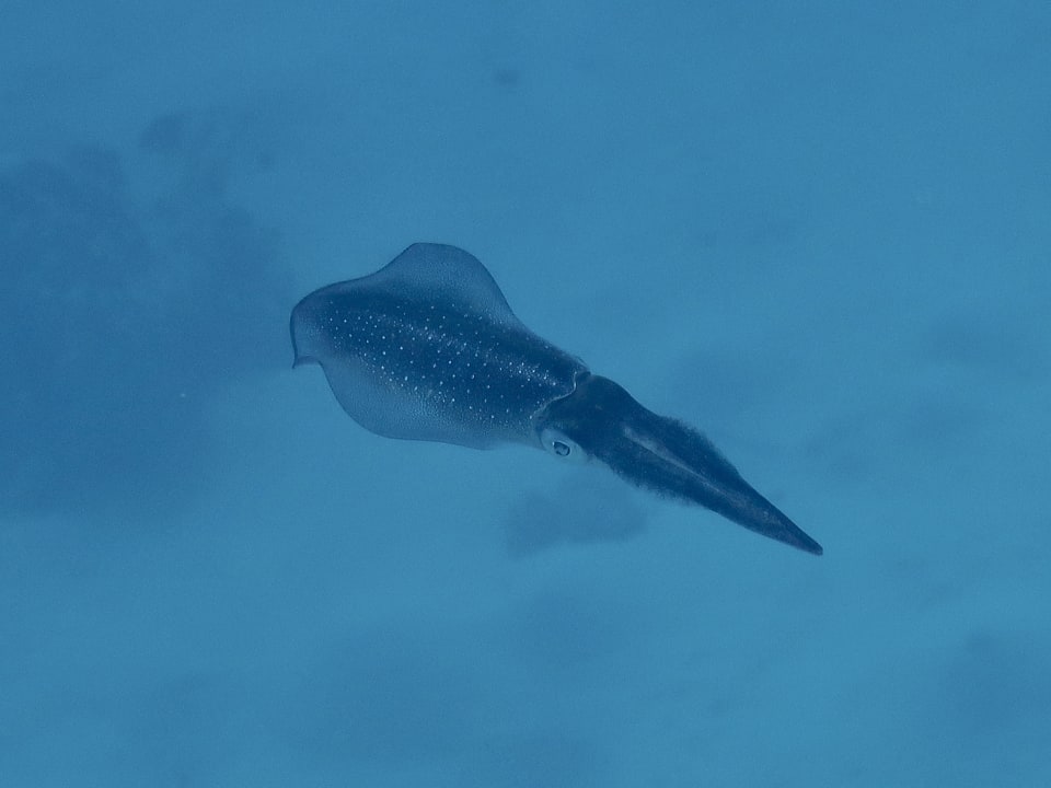 Sport & Freizeit Coral Sun Beach