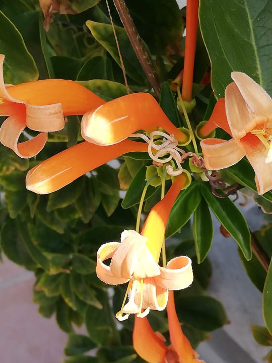 Gartenanlage Bungalows Cordial Sandy Golf