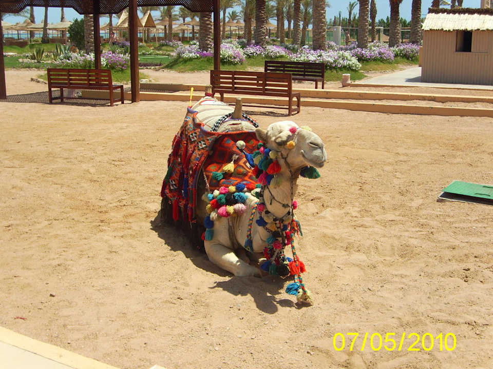 Kamel reiten Pickalbatros Royal Moderna Resort-Sharm El Sheikh