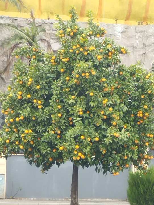 Außenansicht Well Palace Side