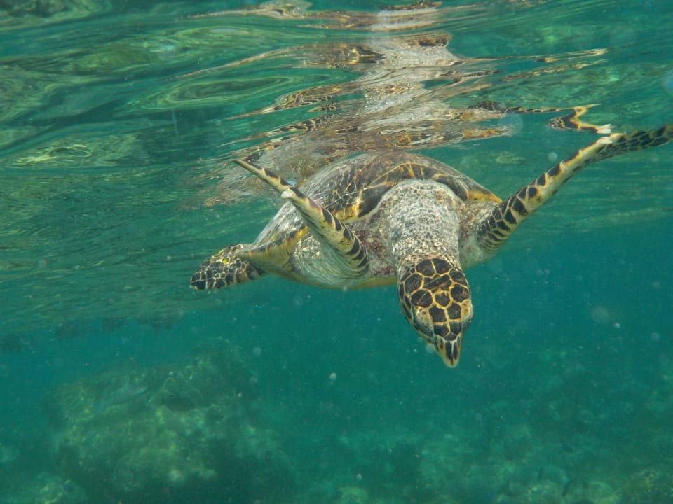 Strand Summer Island Maldives