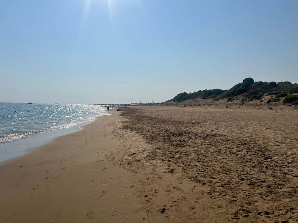 Strand Seashell Vega