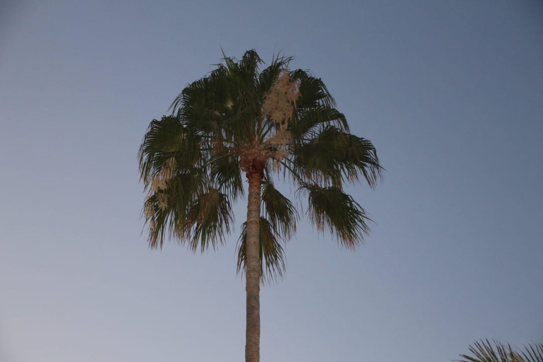 Hôtel H10 Las Palmeras - Le Jardin 2015 H10 Las Palmeras