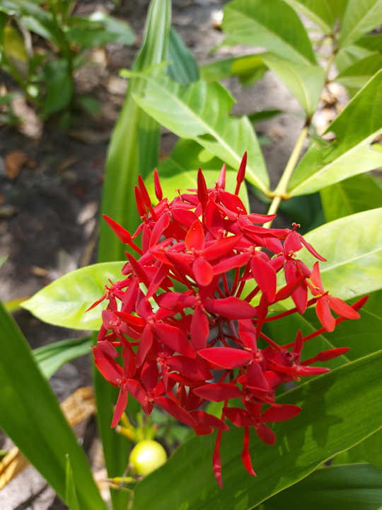 Gartenanlage Reethi Beach Resort