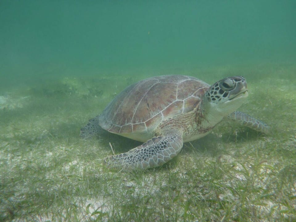 Schildkröte beim Schnorcheln Akumal Bay Beach & Wellness Resort
