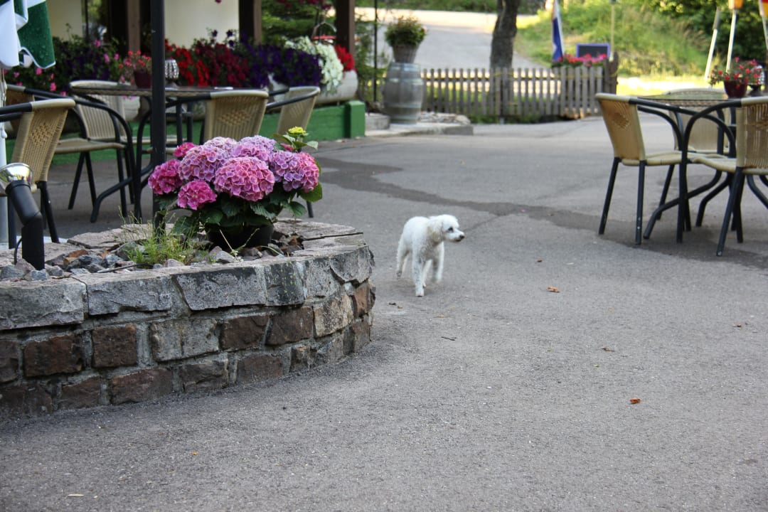 Hier fühle ich mich wohl Hotel Landhaus Walkenmühle
