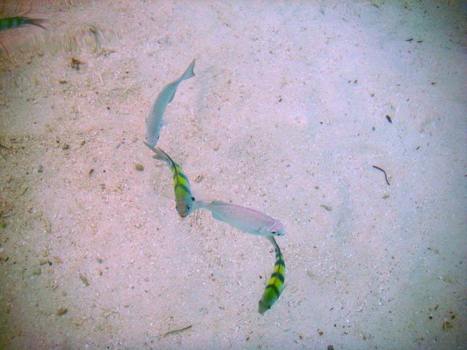 Polonaise Summer Island Maldives