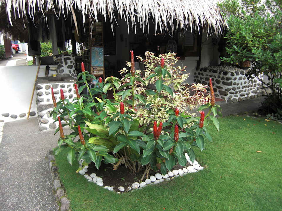 Blumenbeet Hotel El Dorado Beach Resort