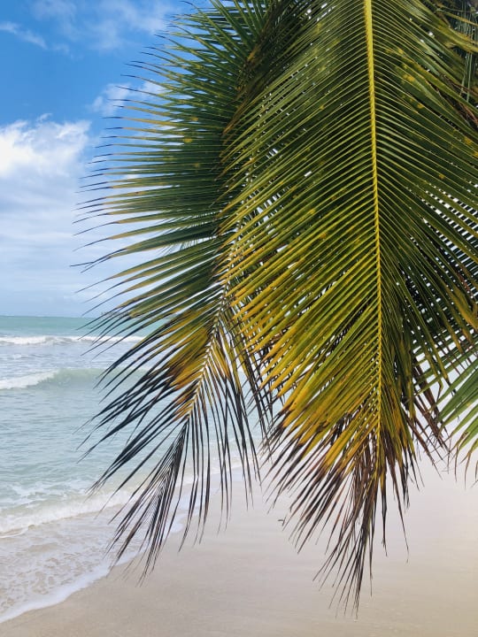 Strand Viva V Samana by Wyndham – Adults Only