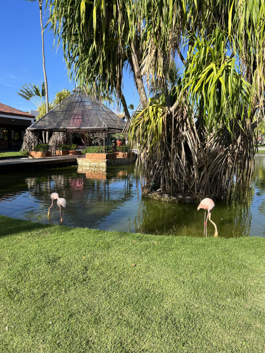 Gartenanlage Caribe Deluxe Princess