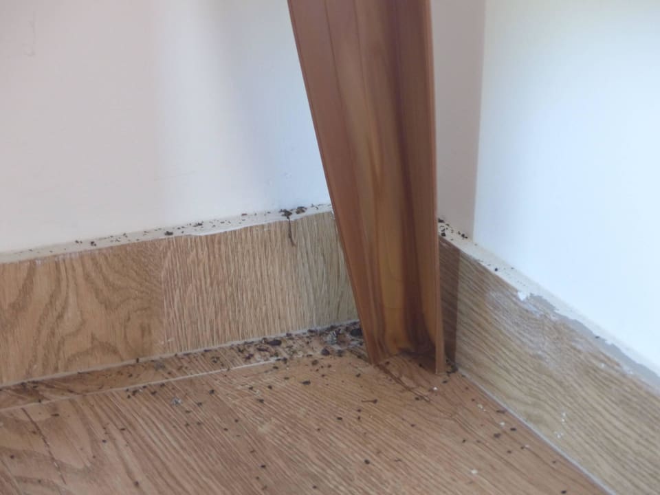 Kakerlaken-Kacke im Zimmer Rangas Guesthouse